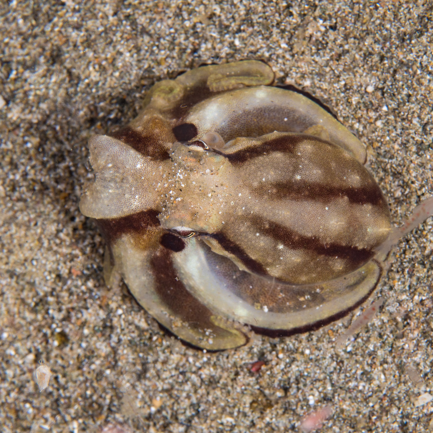 Poison Ocellate Octopus