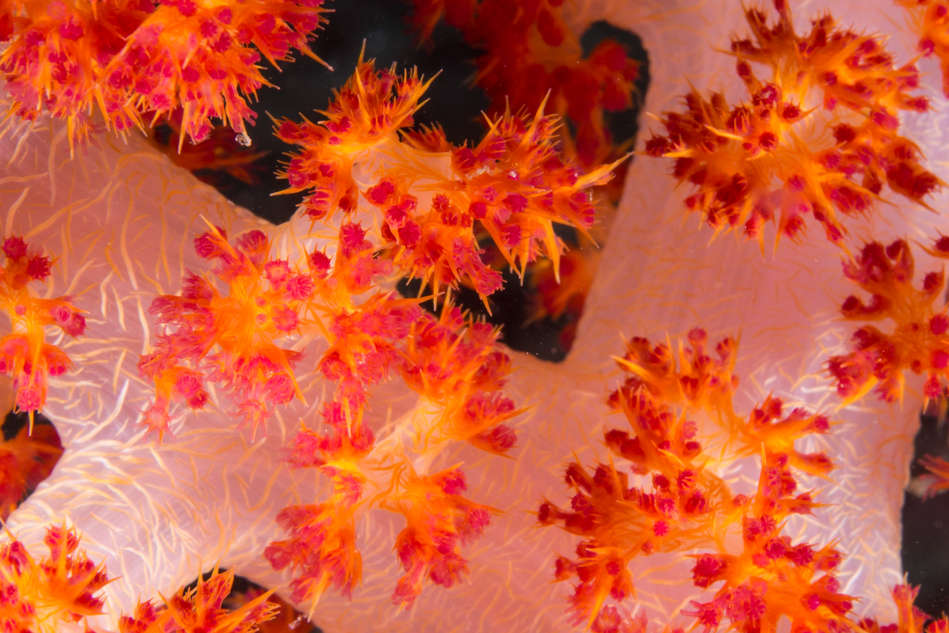 Glomerate Tree Coral