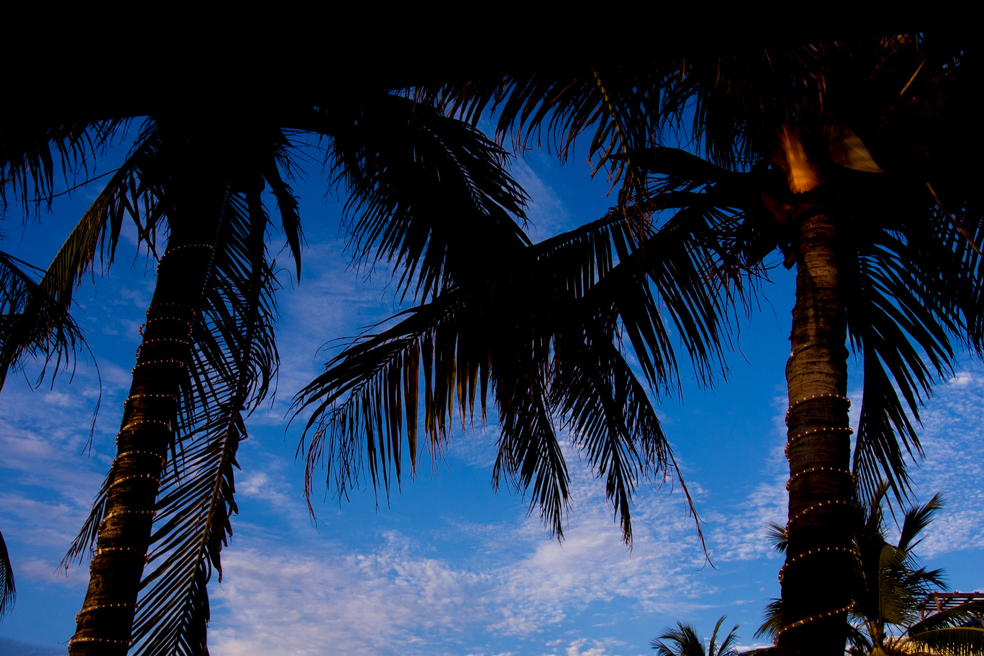 Palm trees at sunset