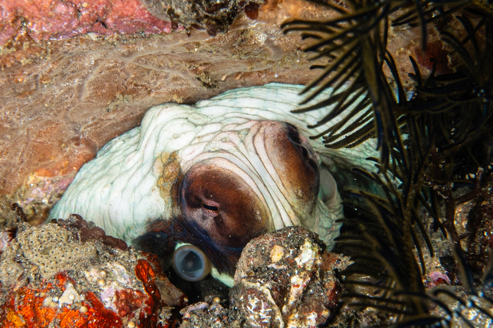 Day Octopus