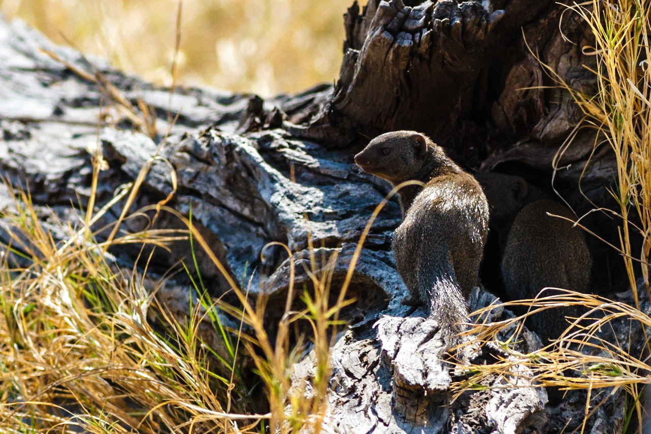 Dwarf Mongoose