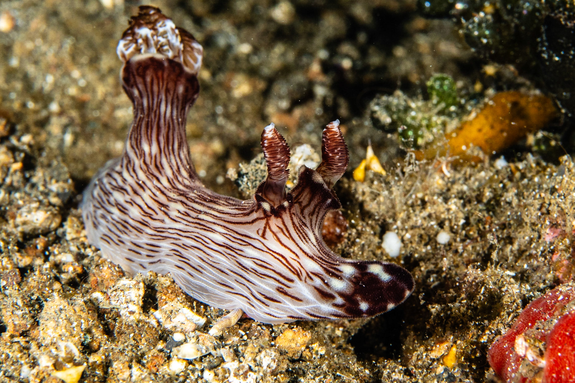 Jorunna rubescens