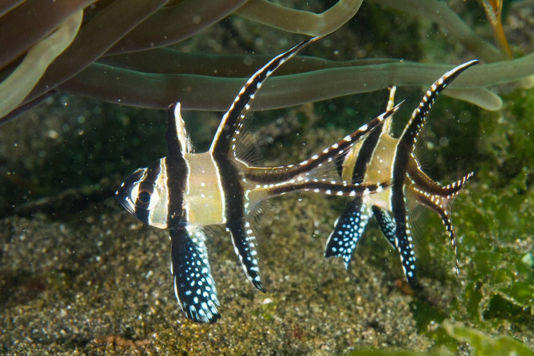 Banggai Cardinalfish