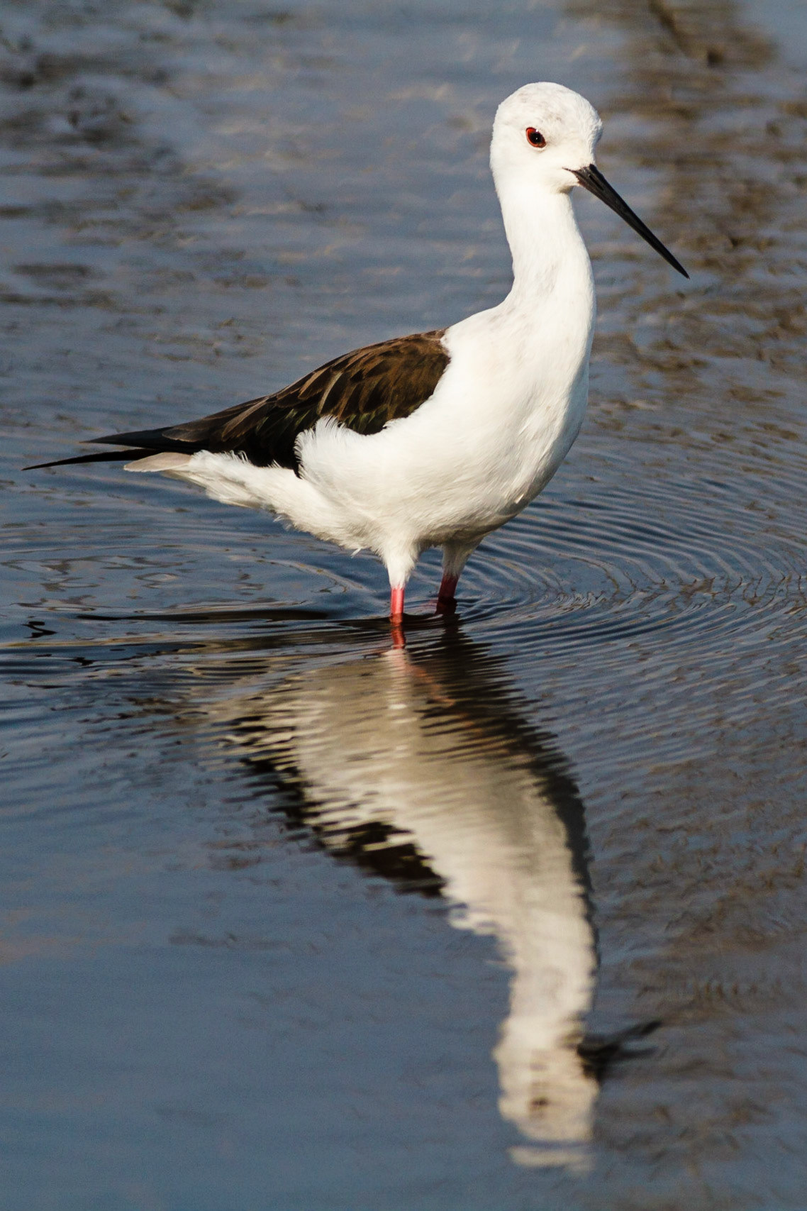 Black-winged Stilt