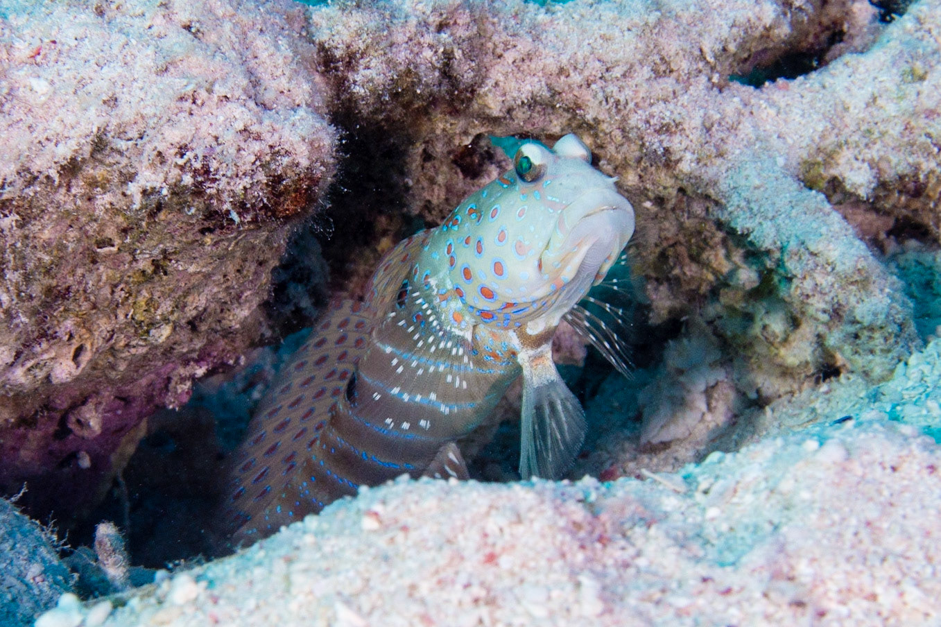 Blue-speckled Shrimpgoby