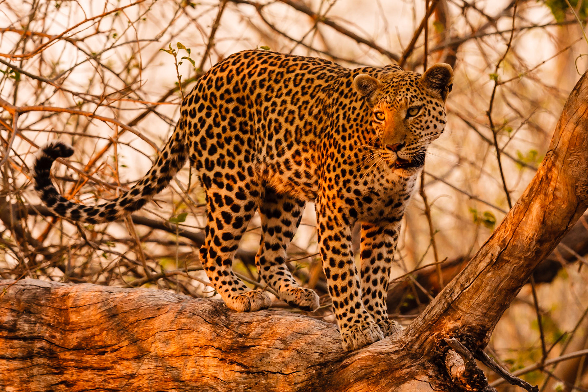 Leopard