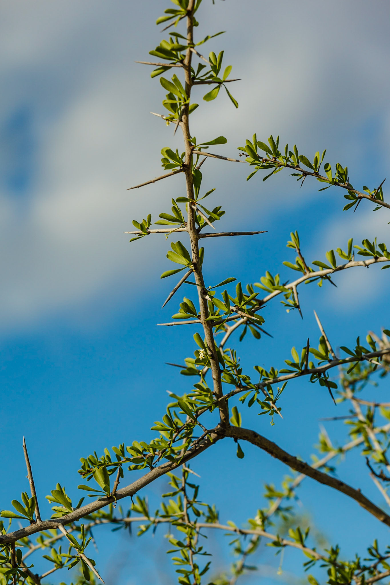Thorns in the bushveld