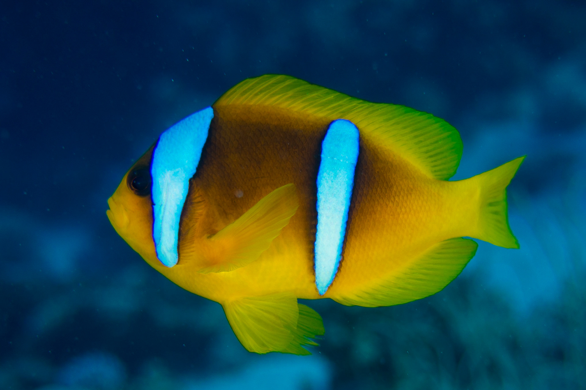 Red Sea Anemonefish