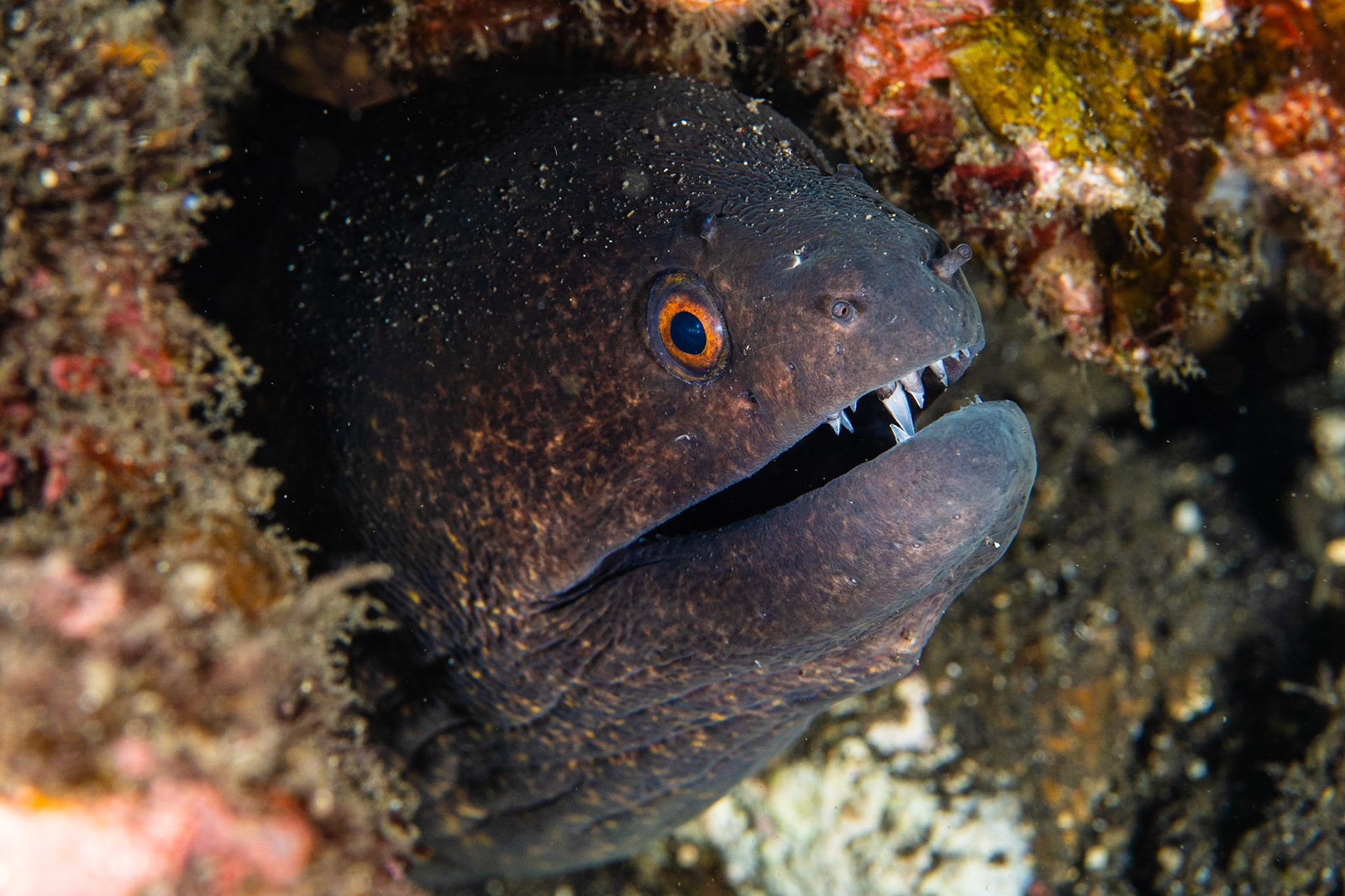 Yellowmargin Moray