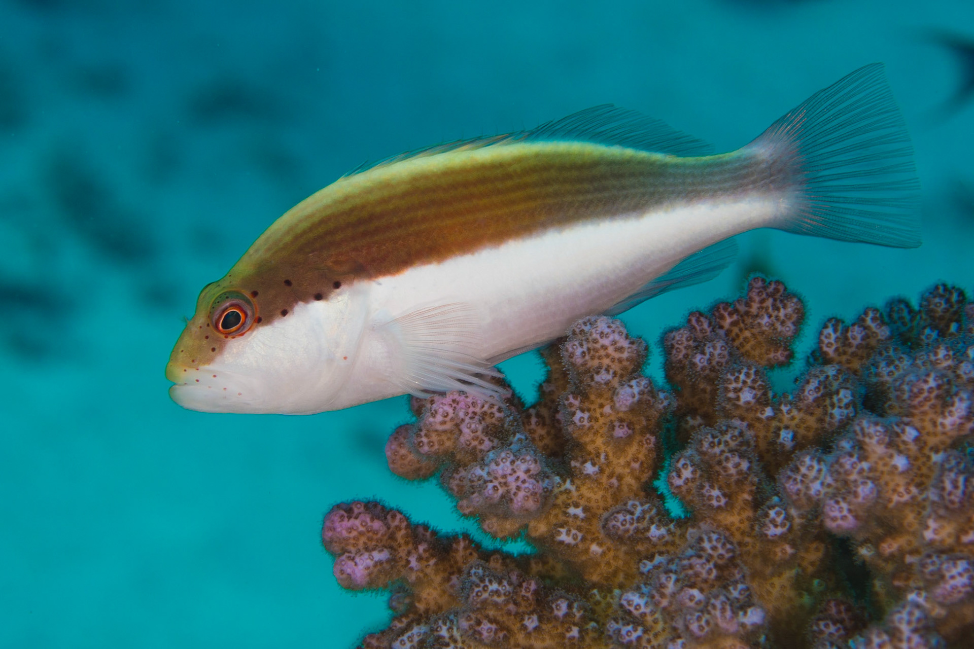 Freckled Hawkfish