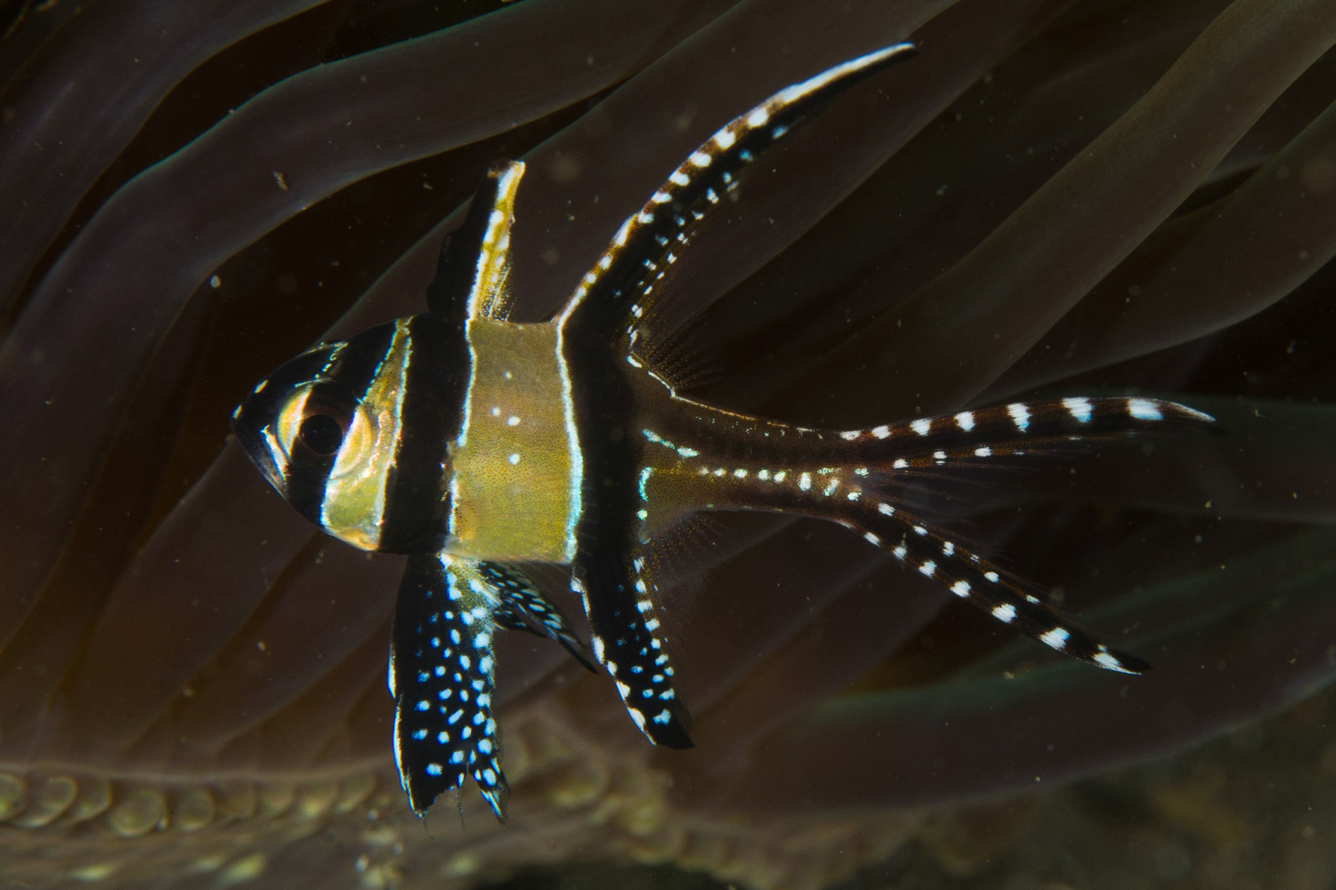 Banggai Cardinalfish