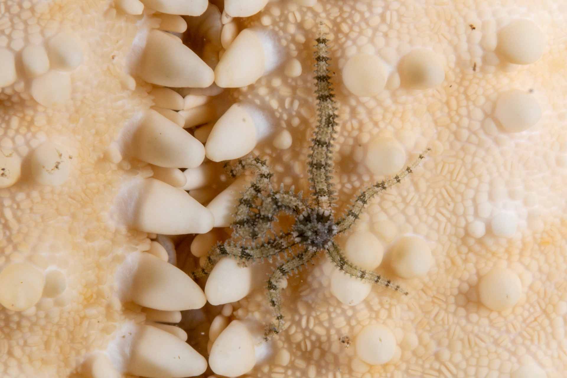 Brittle and Basket Stars