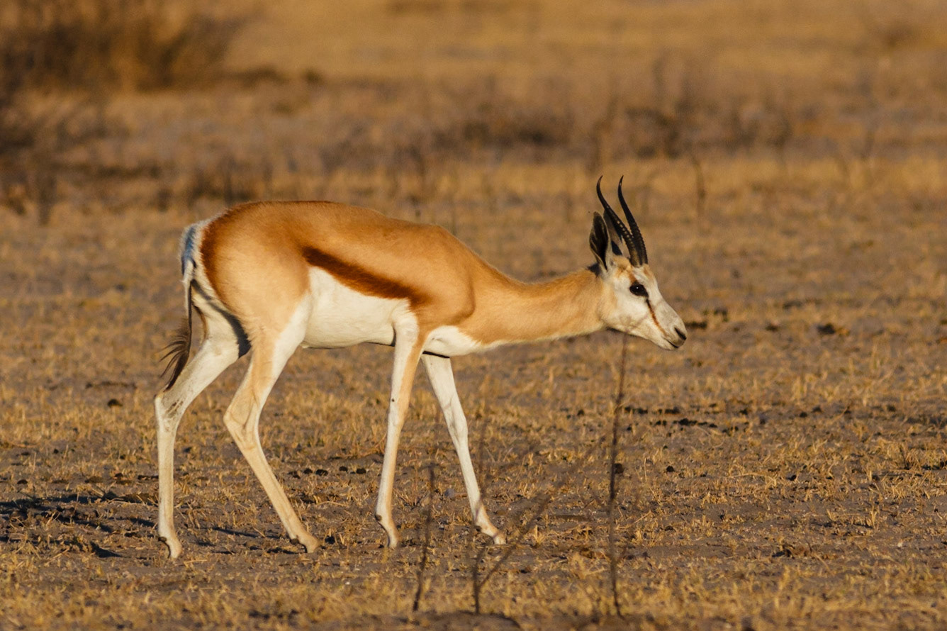 Springbok