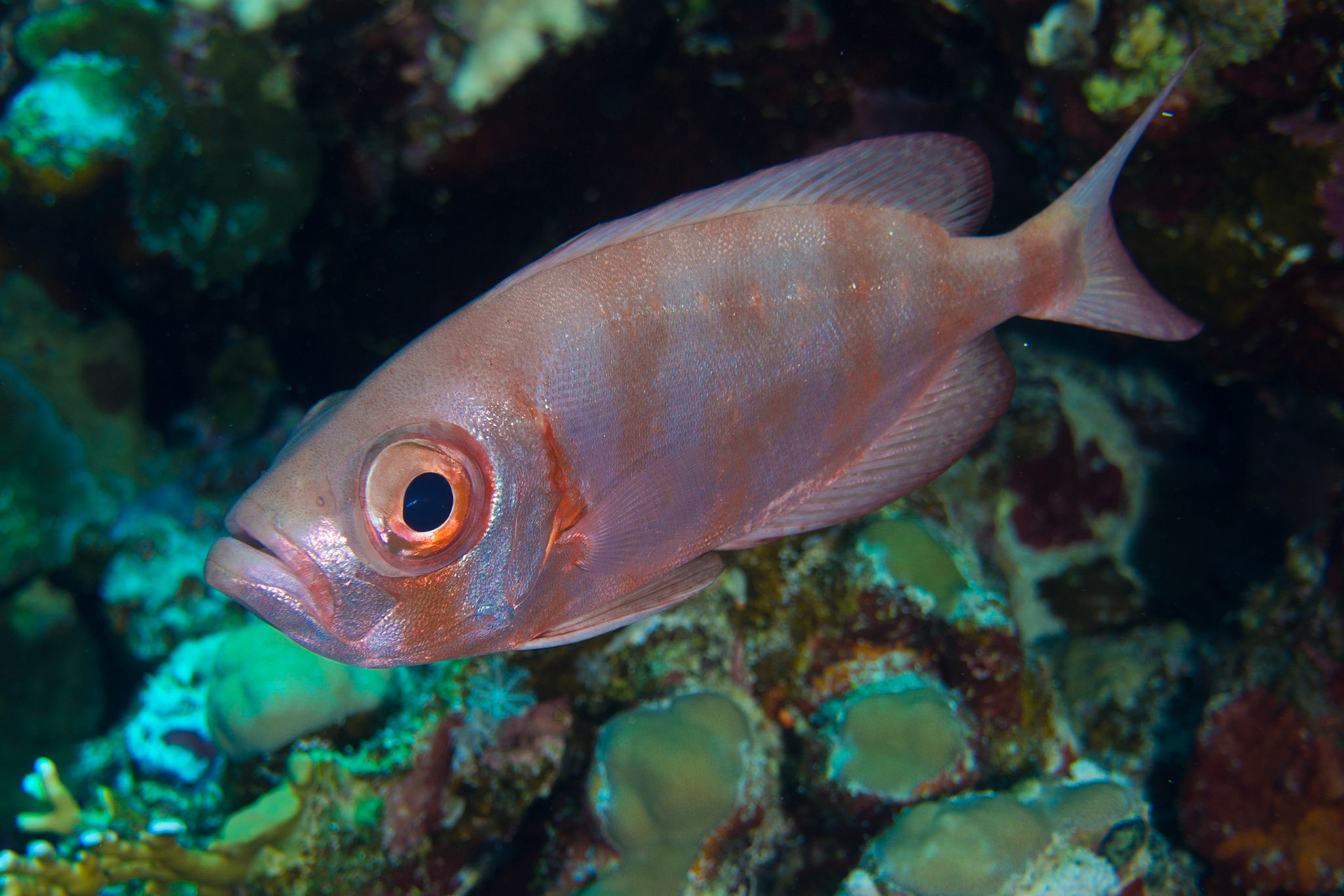 Crescent-tail Bigeye