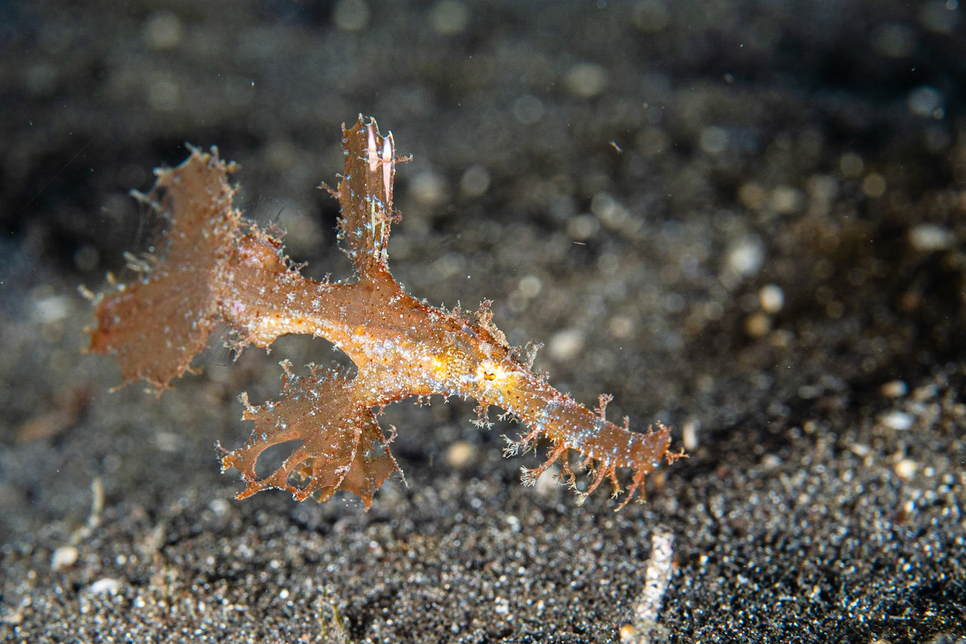 Robust Ghost Pipefish