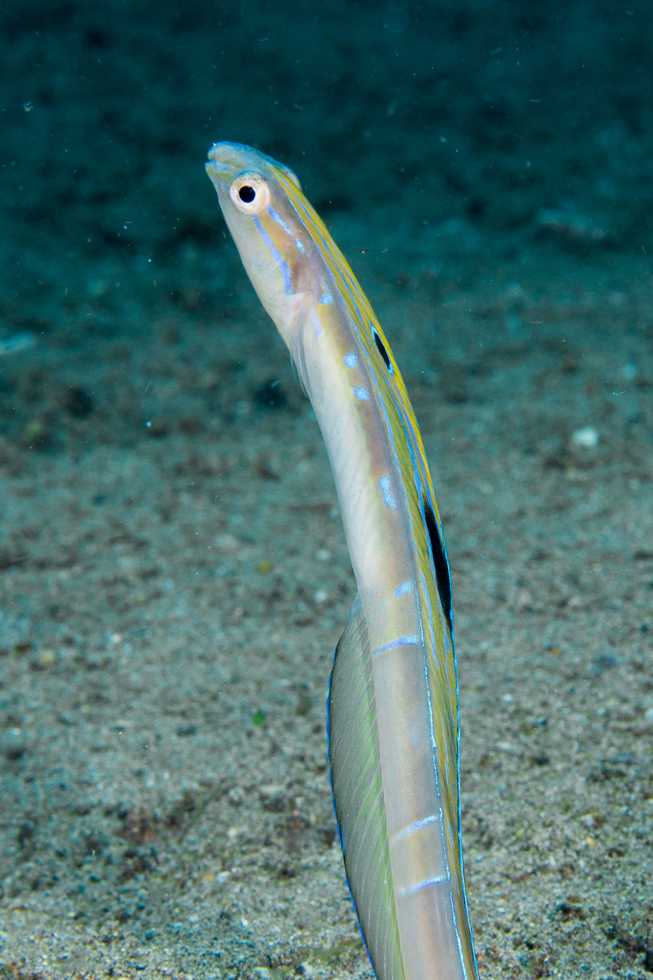 Snake Blenny