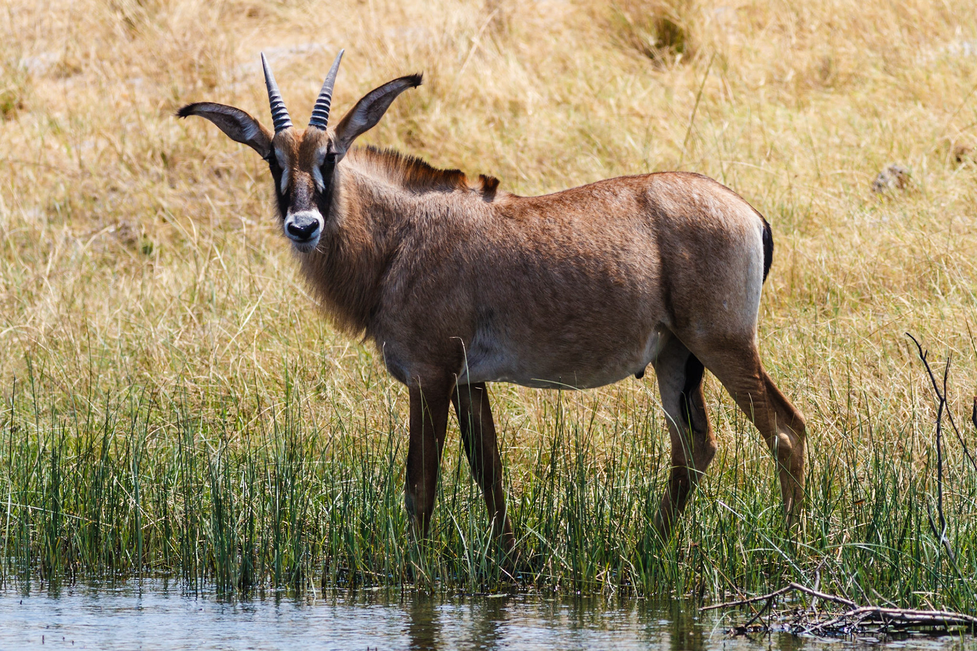 Roan Antelope
