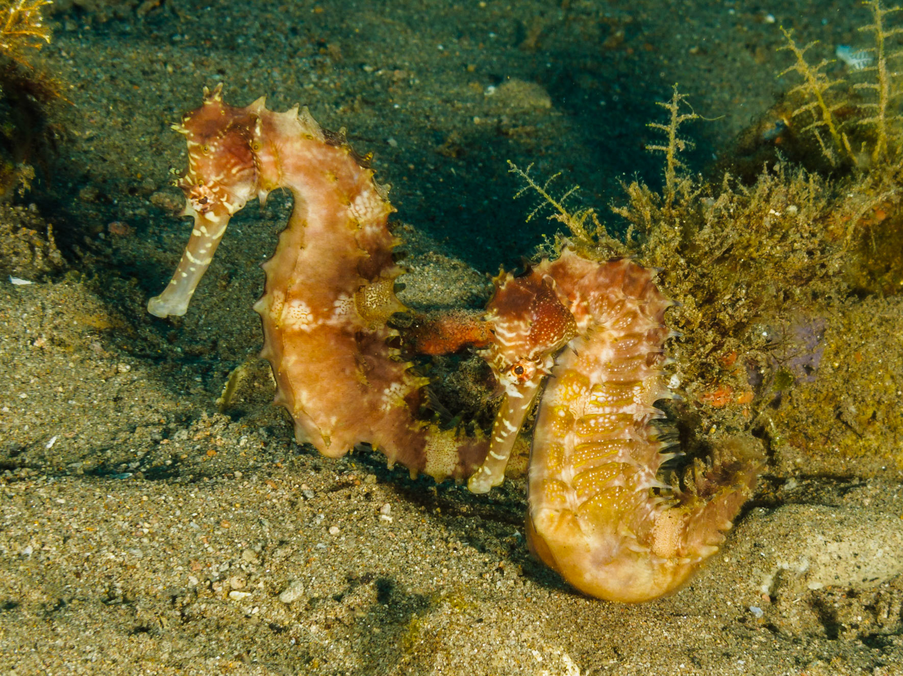 Thorny Seahorse