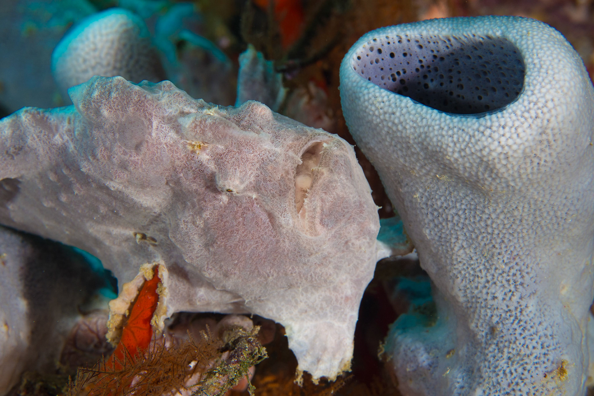 Giant Frogfish