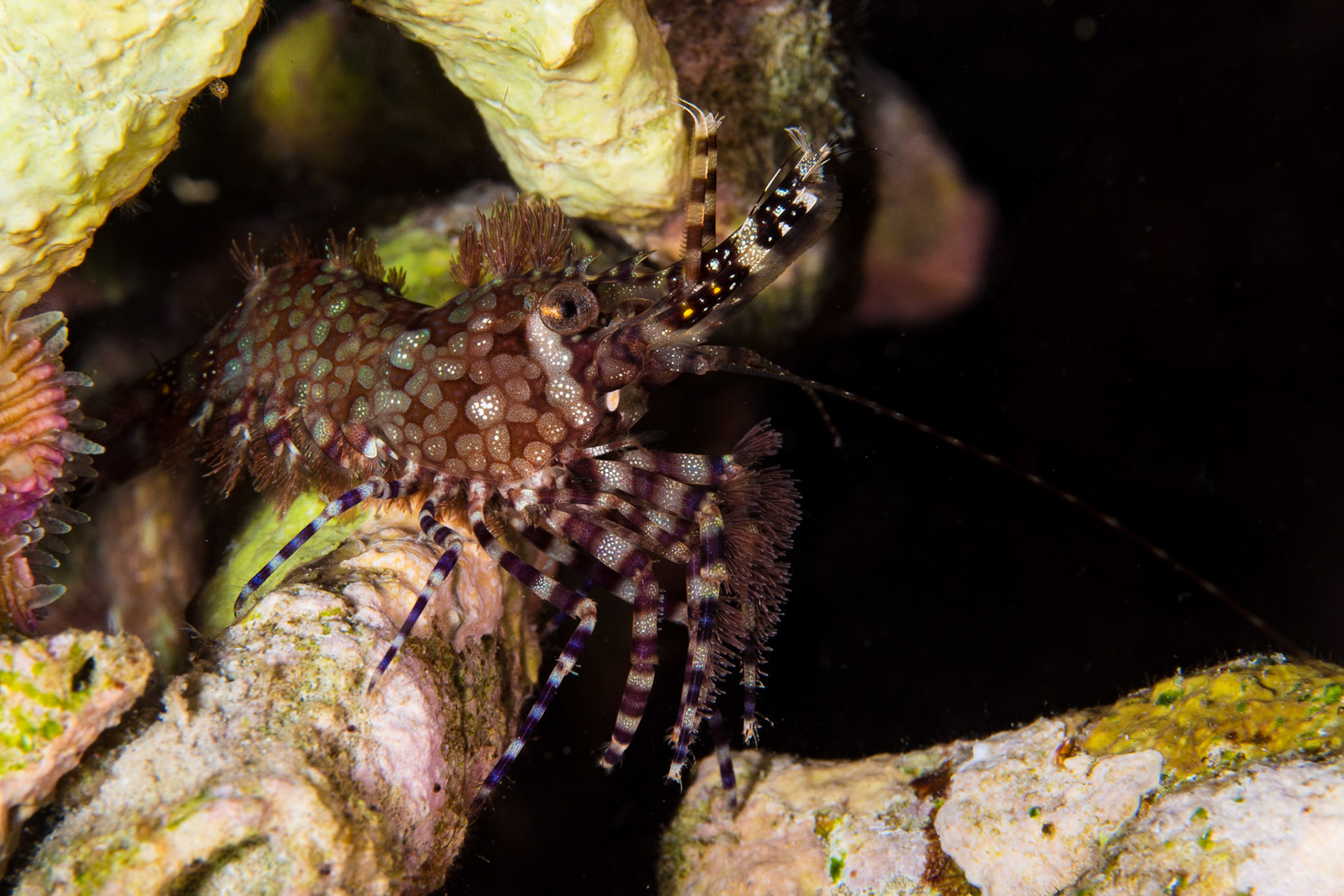 Common Marbled Shrimp