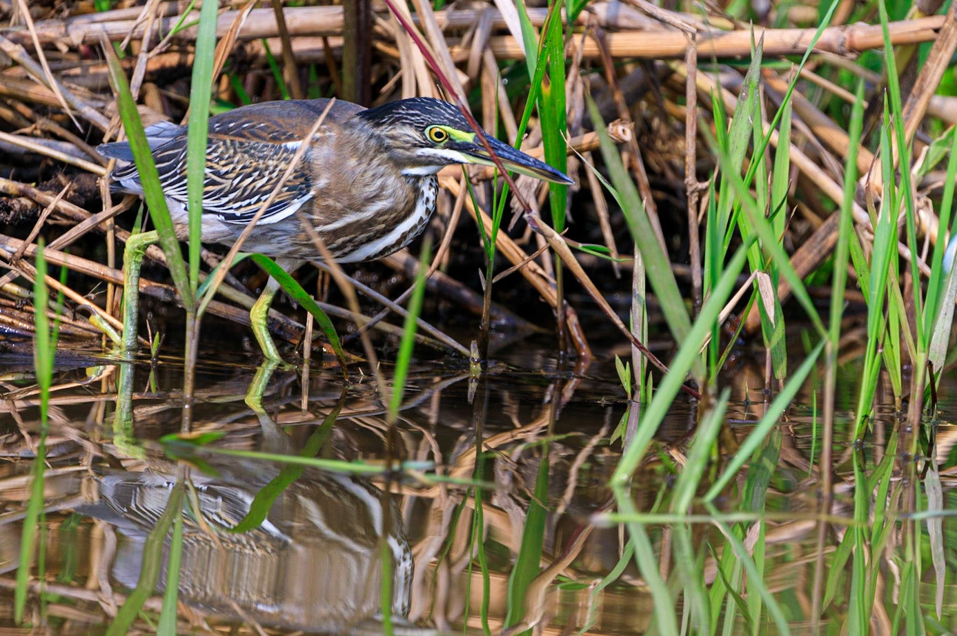 Striated Heron