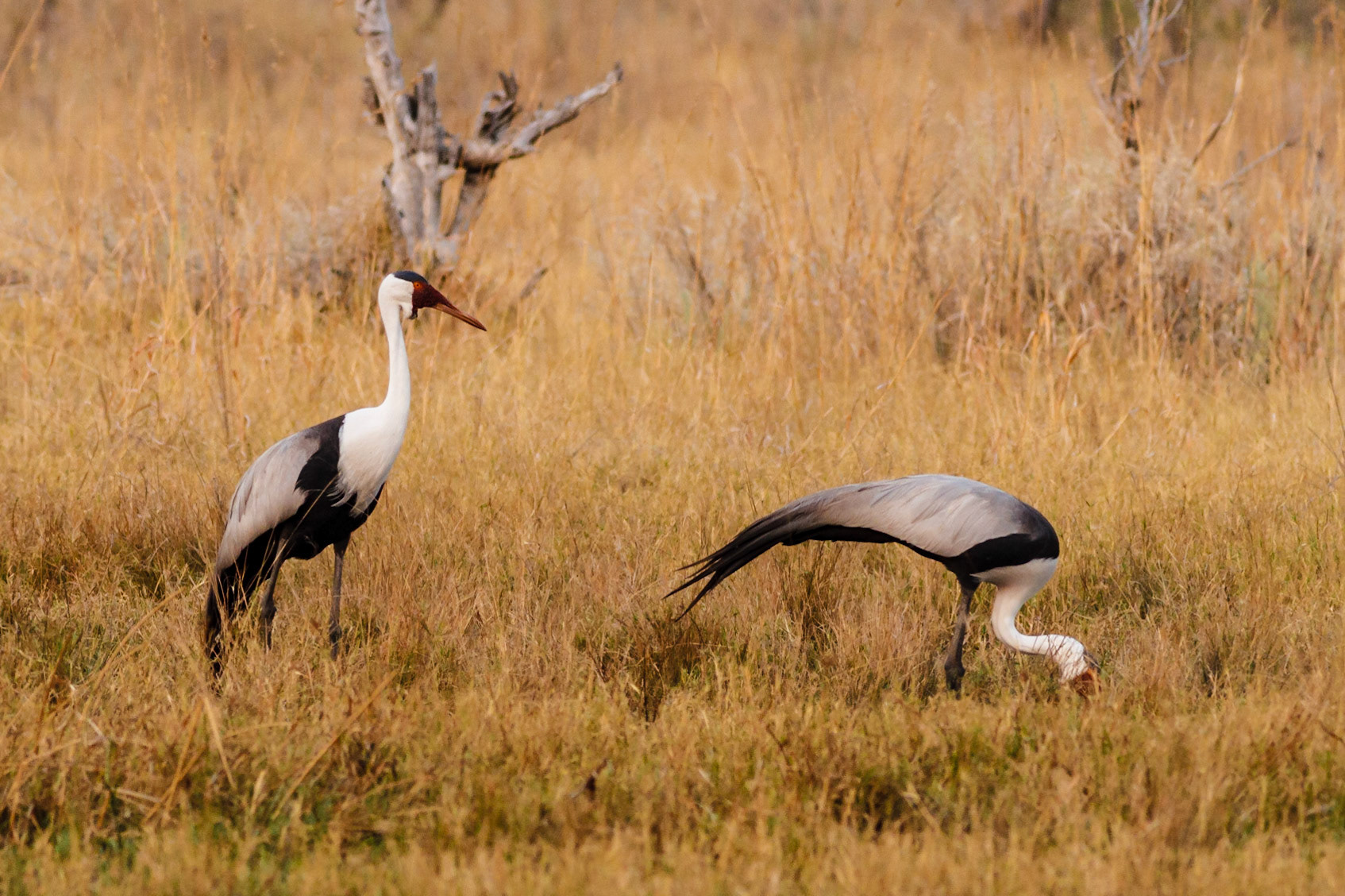 Wattled Cranes