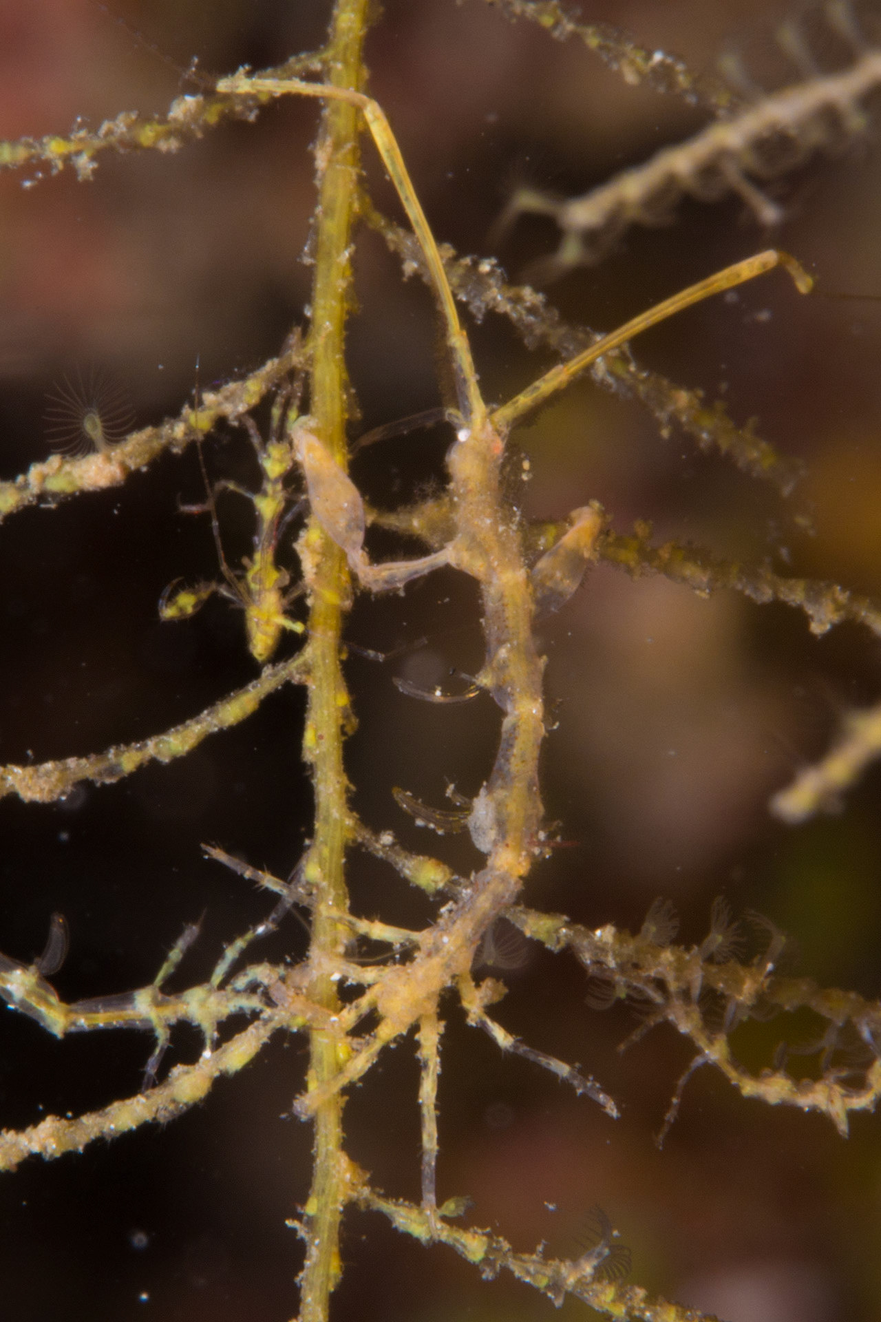 Skeleton Shrimp