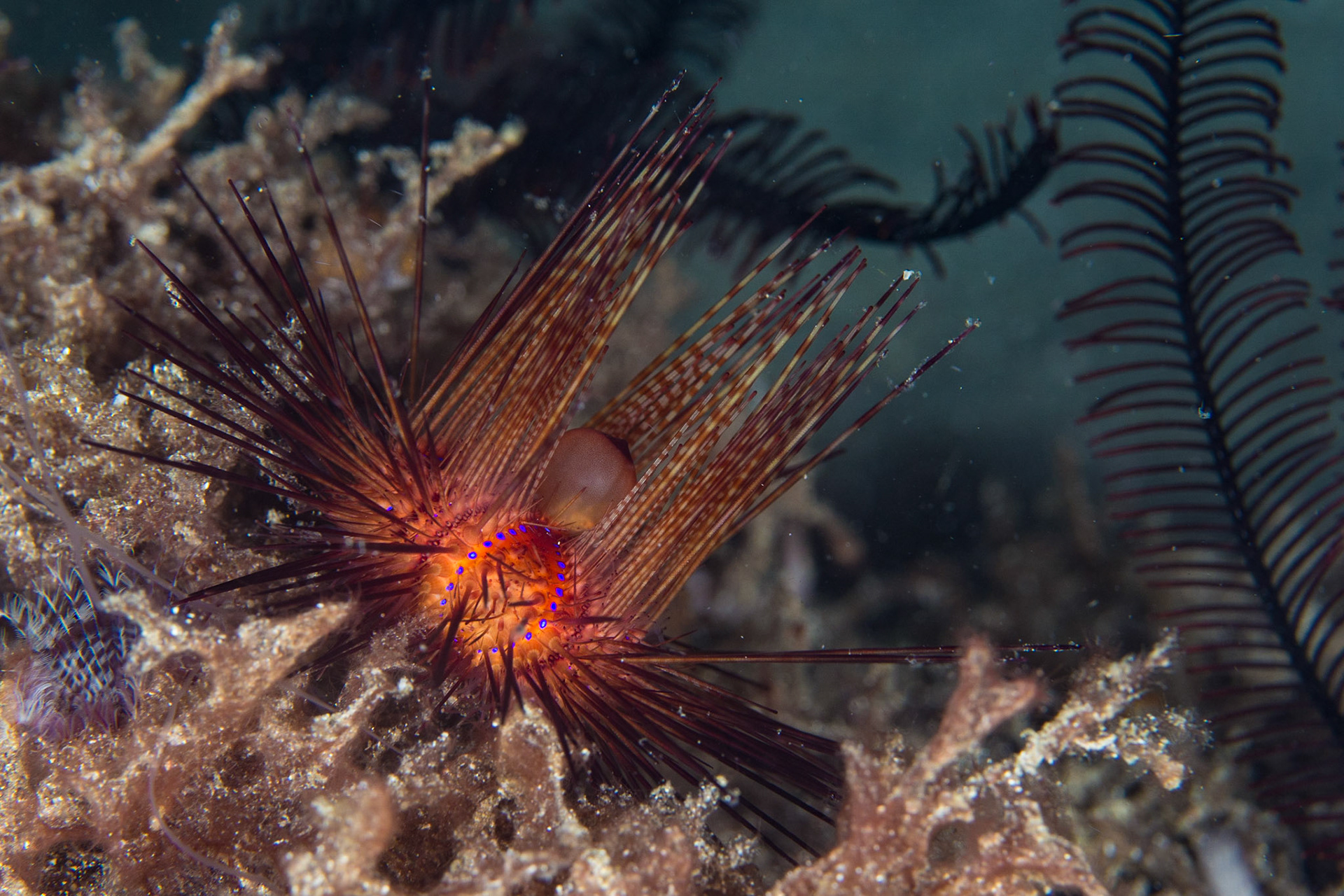 Radiant Sea Urchin
