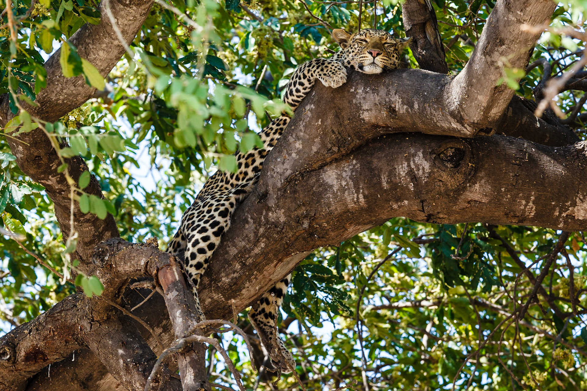 Leopard in a tree