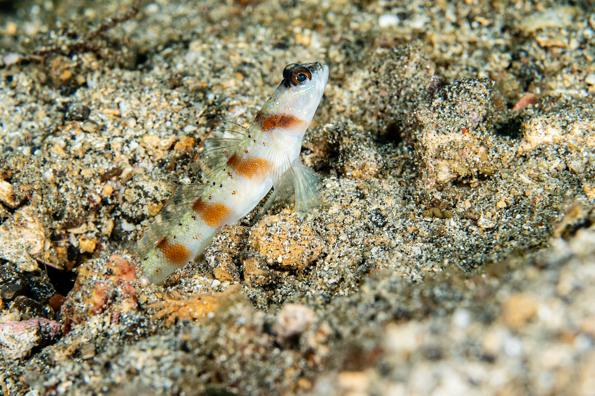 Red-margin Shrimpgoby