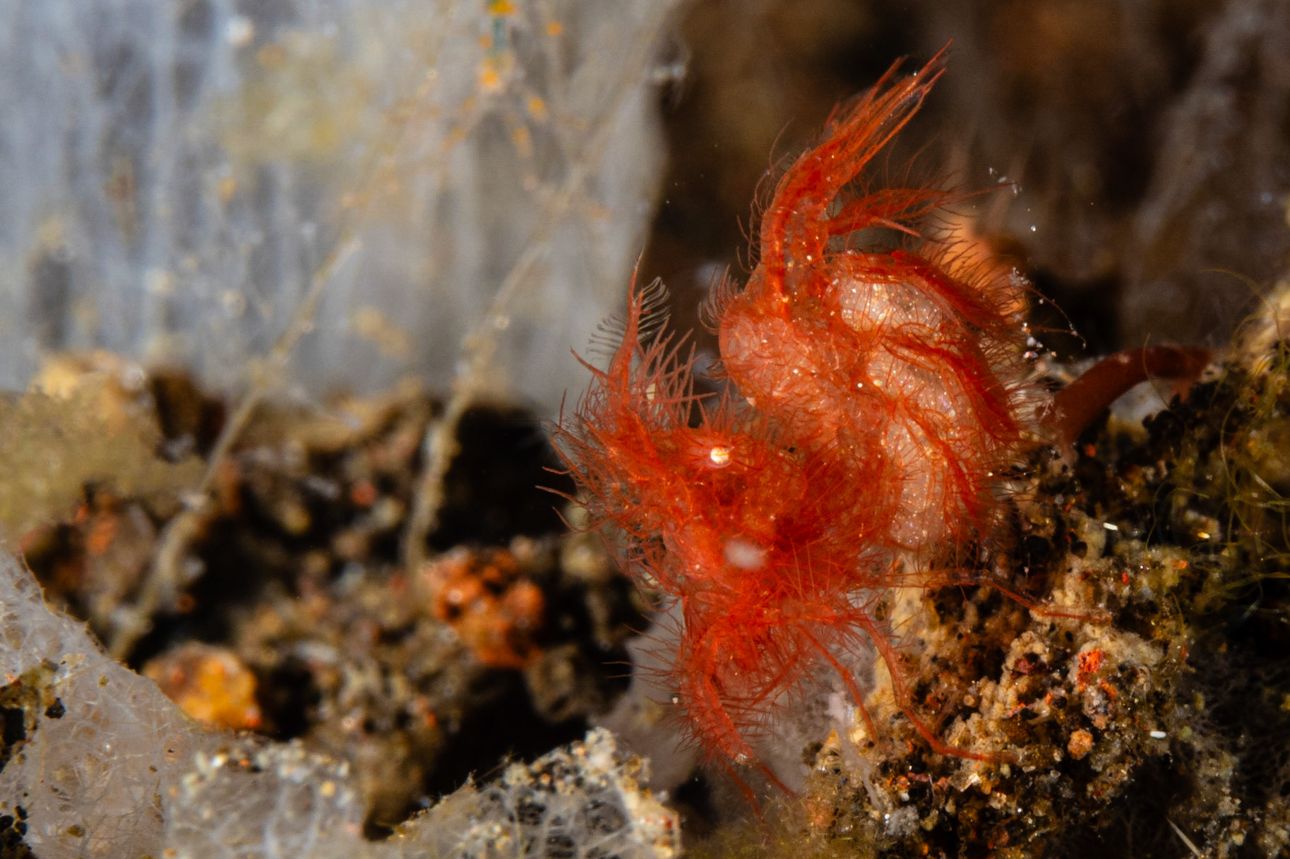 Algae Shrimp
