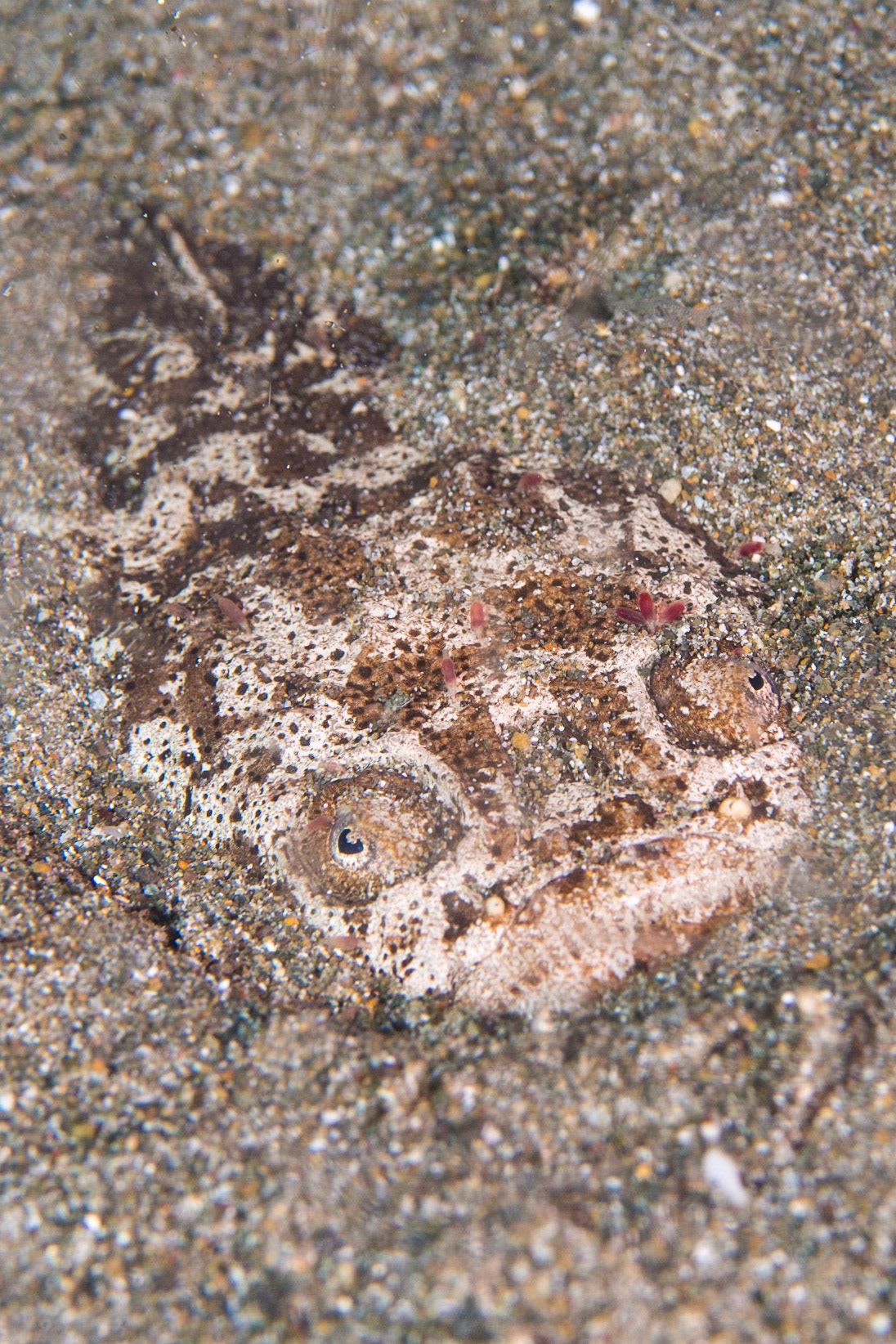 Reticulate Stargazer