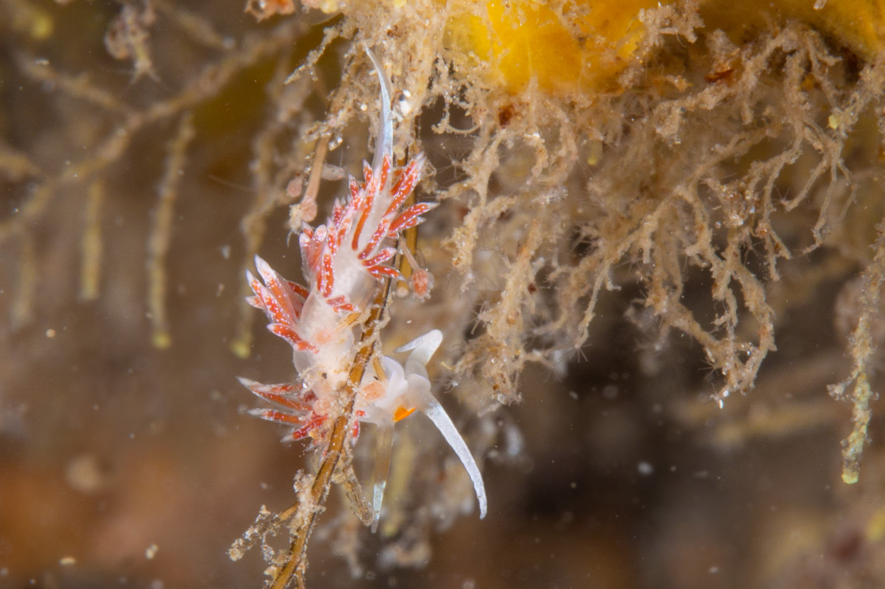 Dondice occidentalis