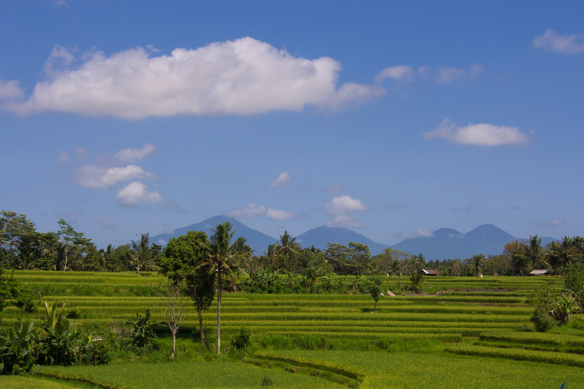 Rice Paddies