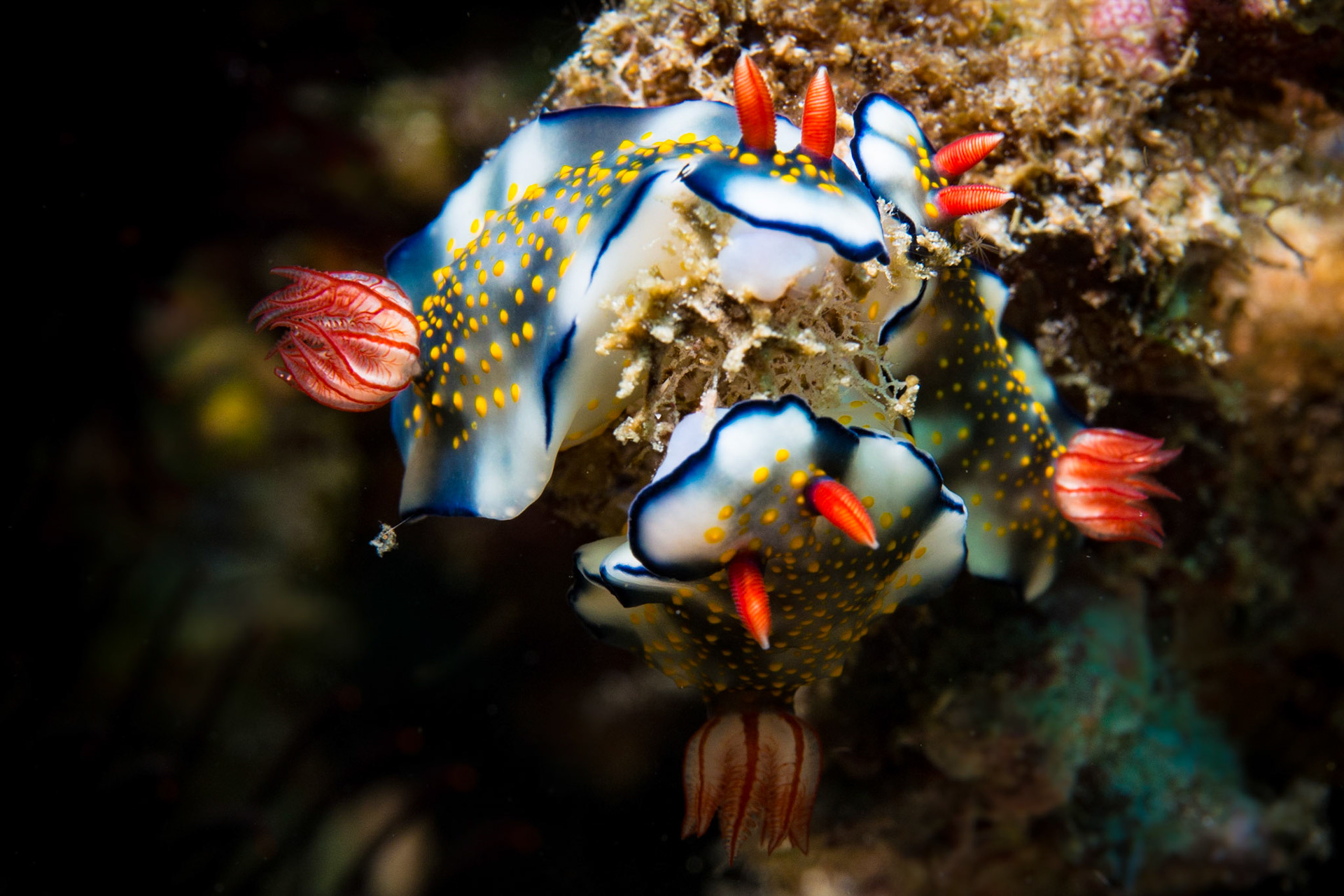Hypselodoris bollandi