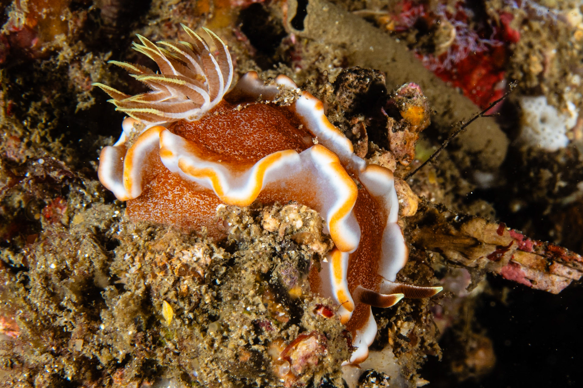 Glossodoris rufomarginata
