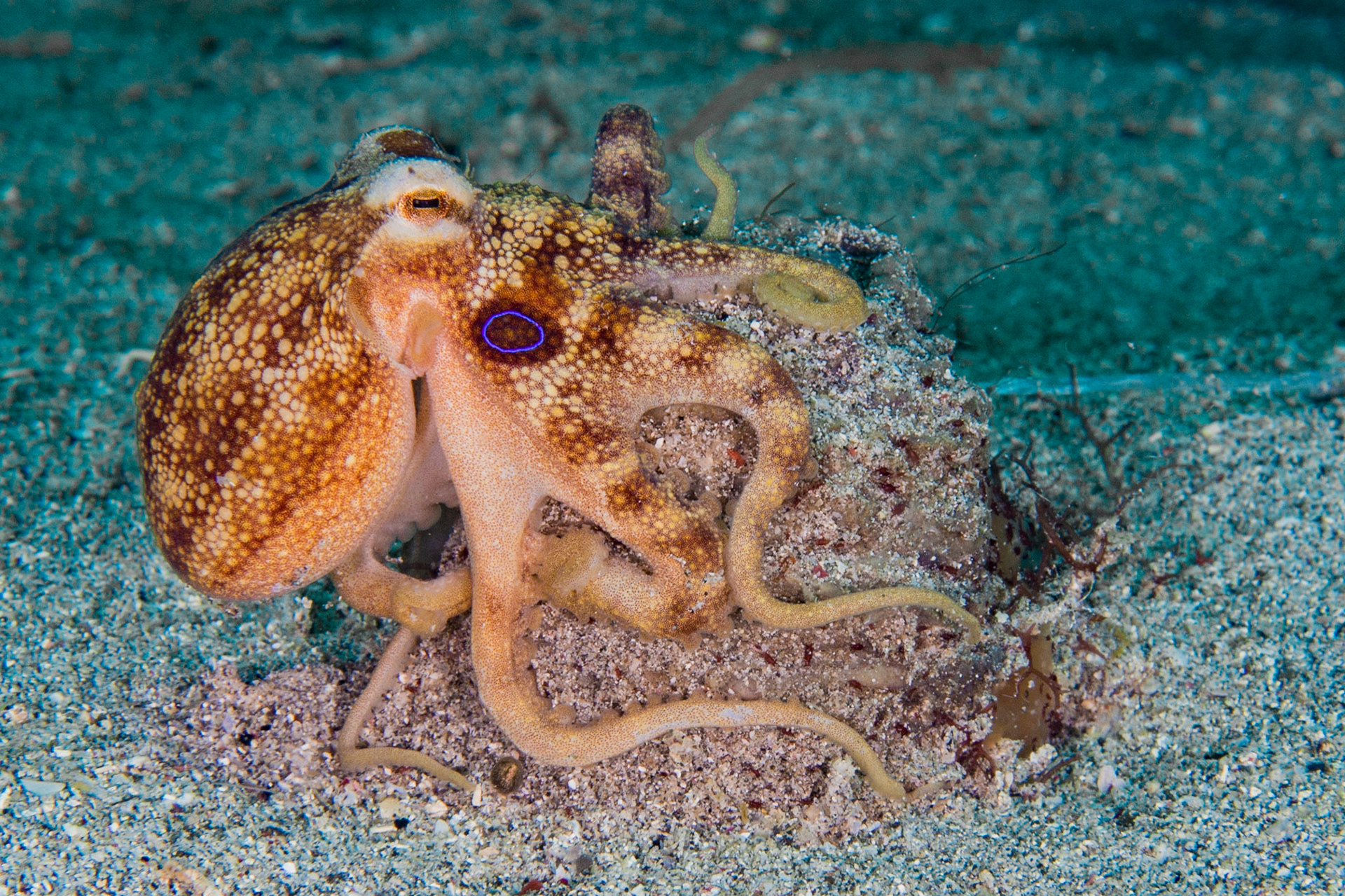 Poison Ocellate Octopus