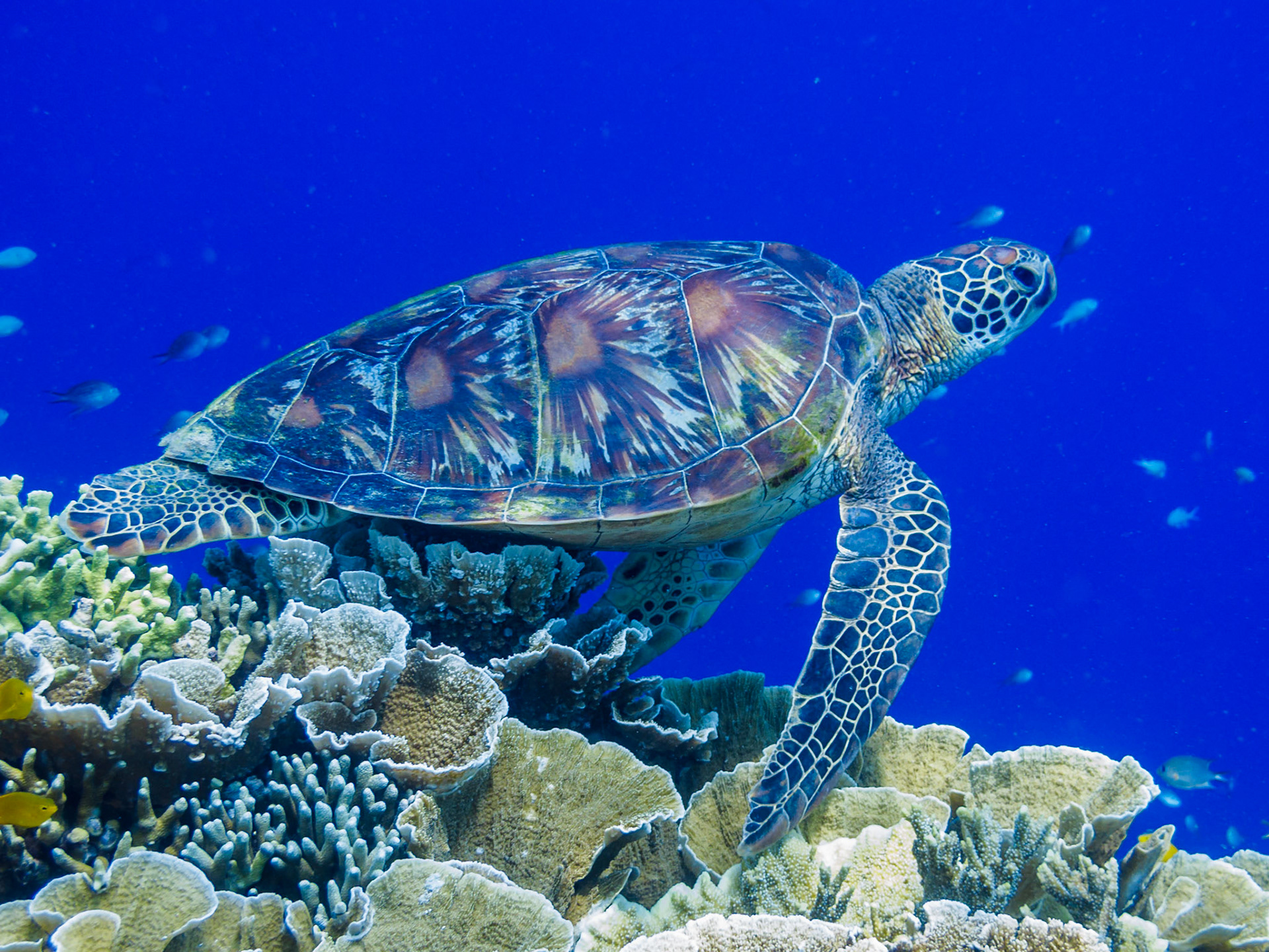 Green Turtle