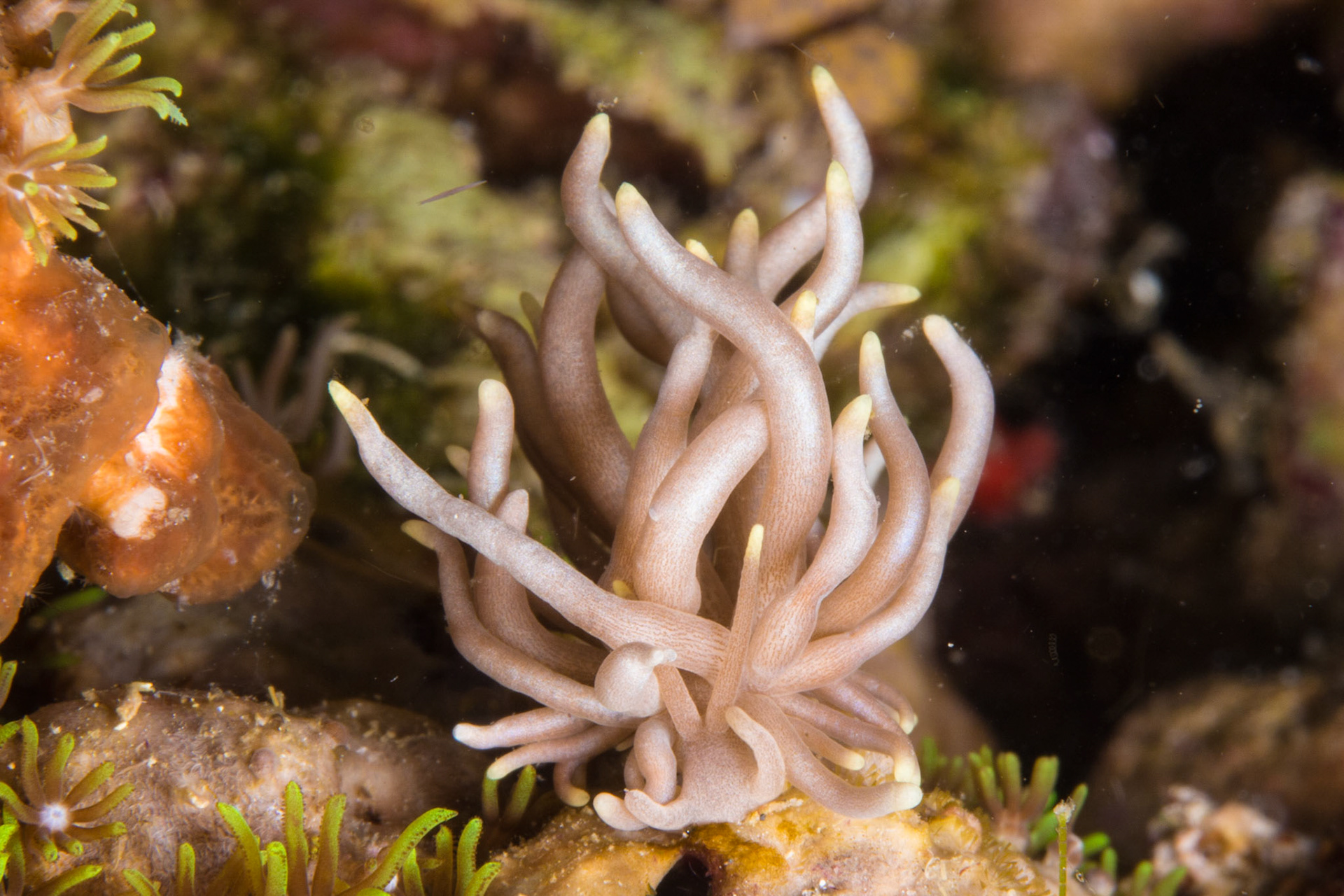 Phyllodesmium briareum