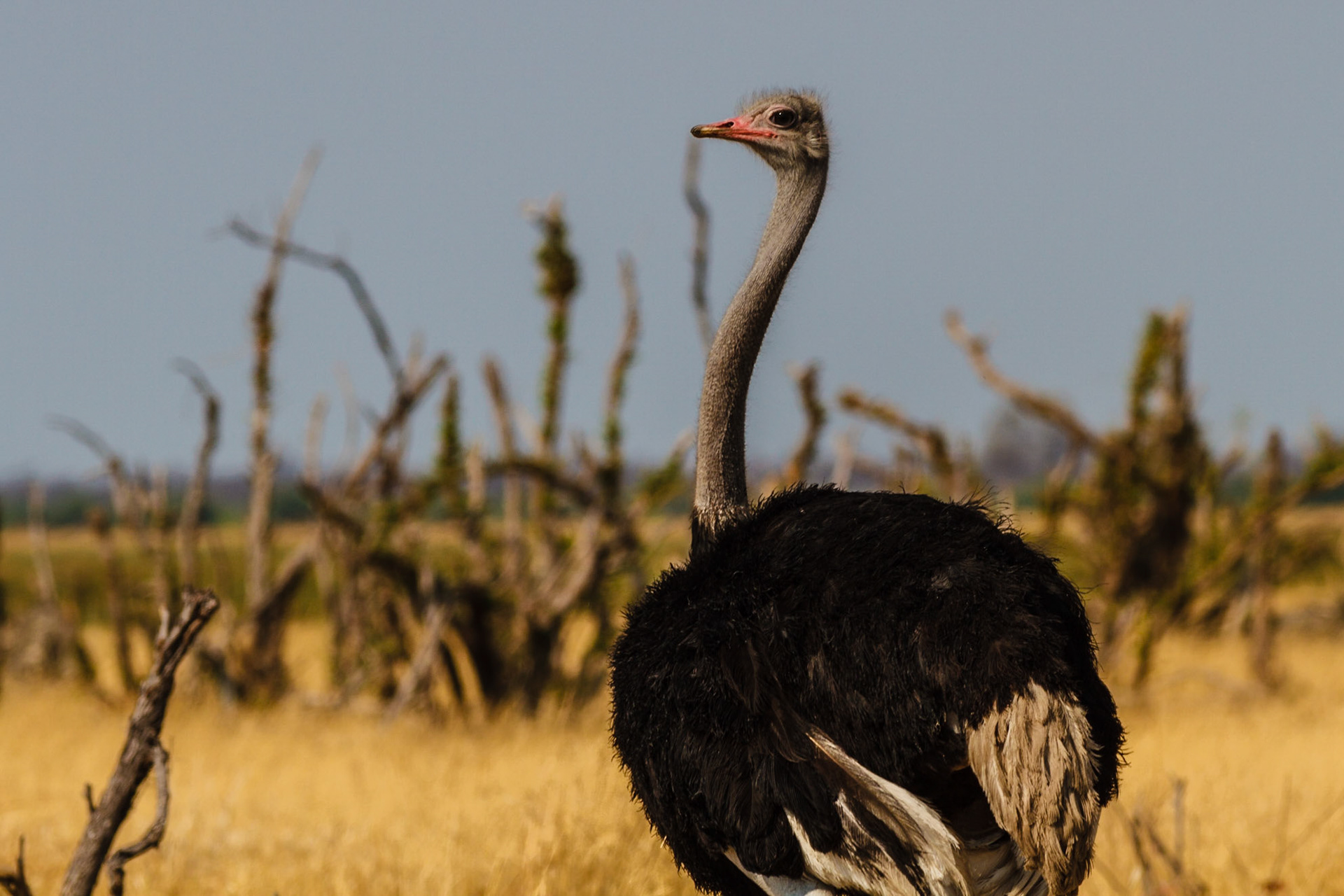 Common Ostrich