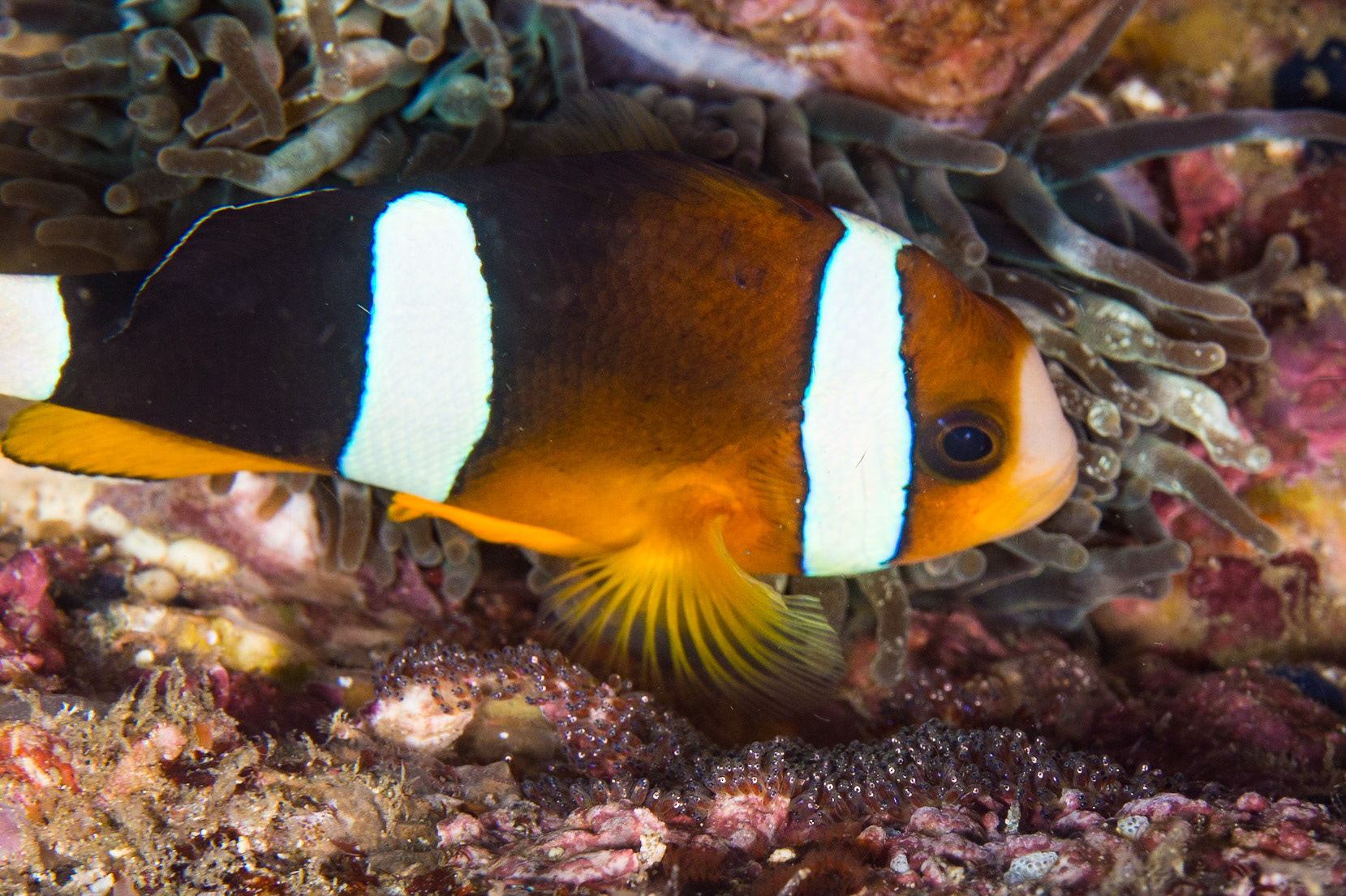 Clark's Anemonefish