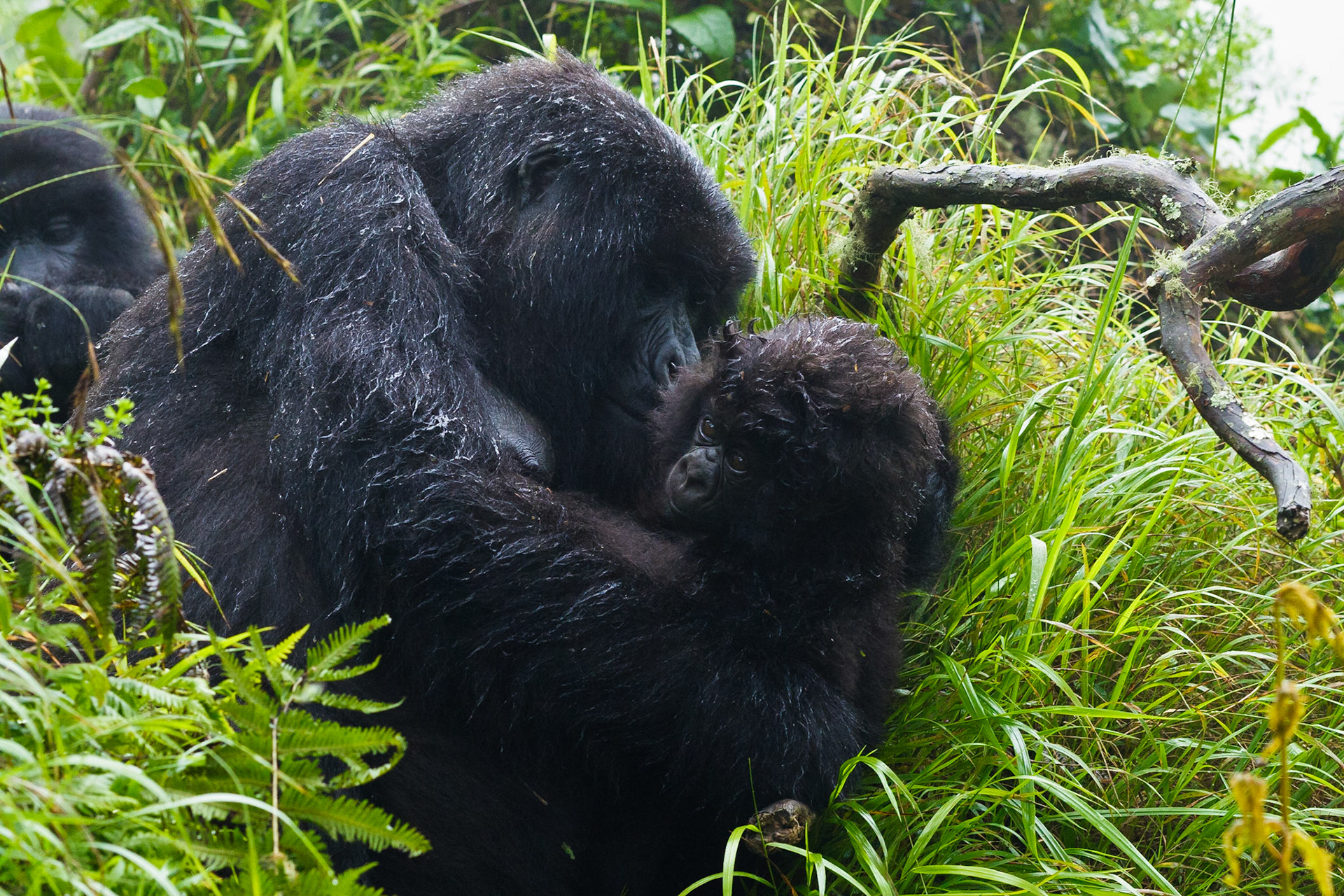 Umubano Mountain Gorilla group, Parc de Volcans Rwanda