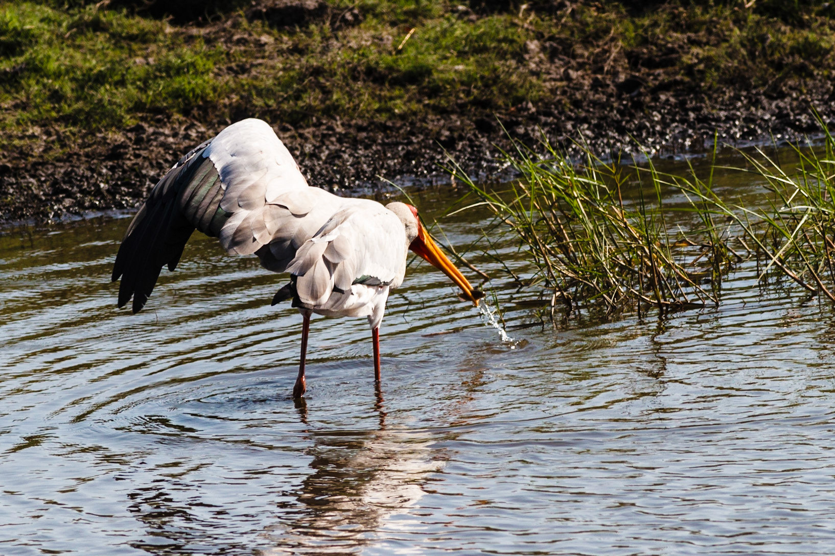 Yellow-billed Stork using its wing to shade the water so it can see better