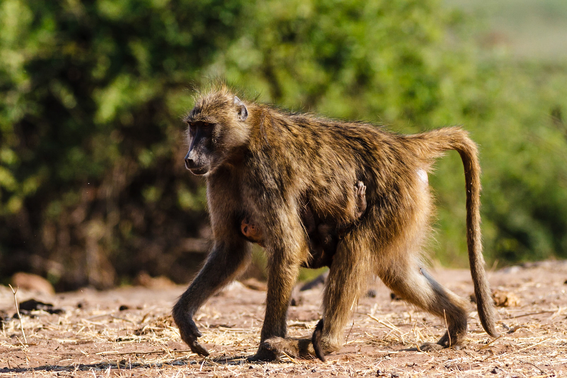 Chacma Baboon and baby