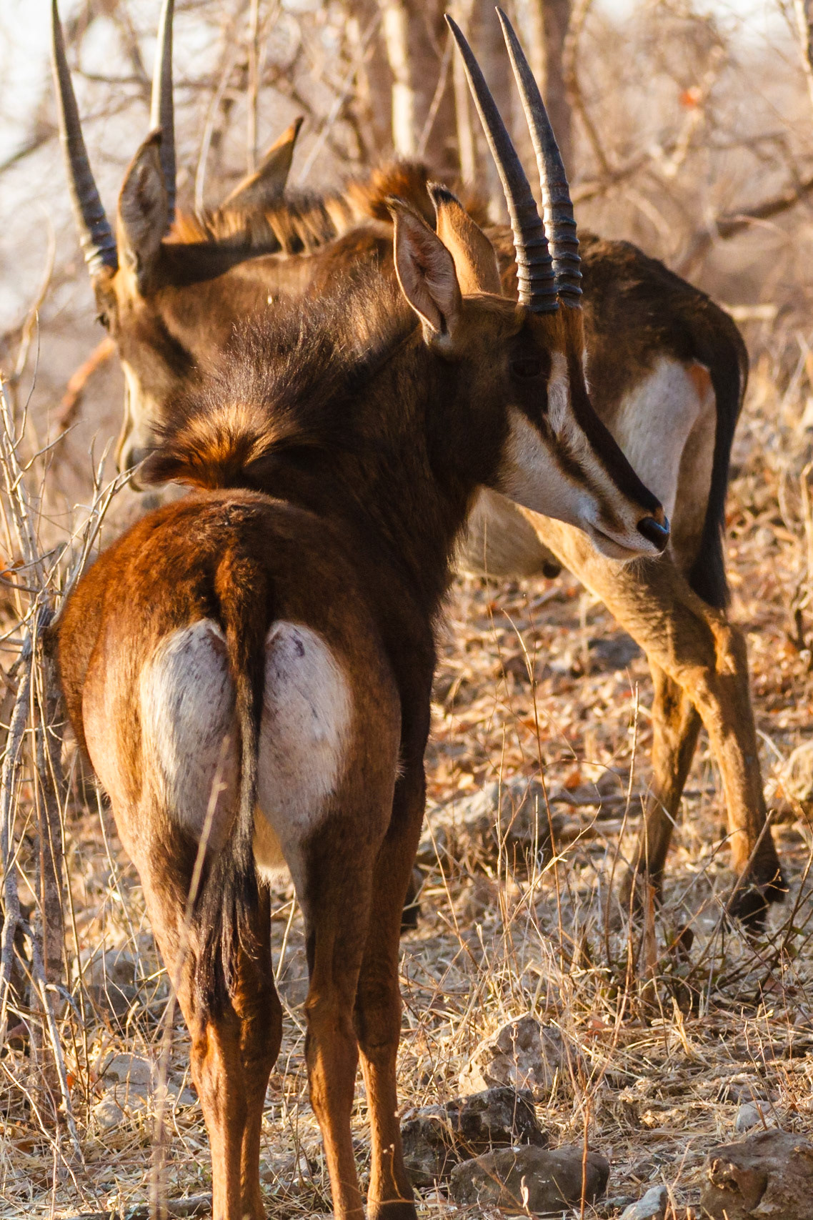 Roan Antelope