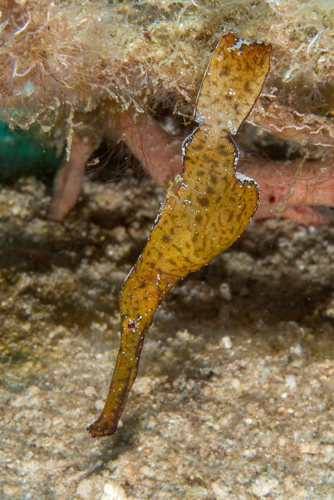 Robust Ghost Pipefish