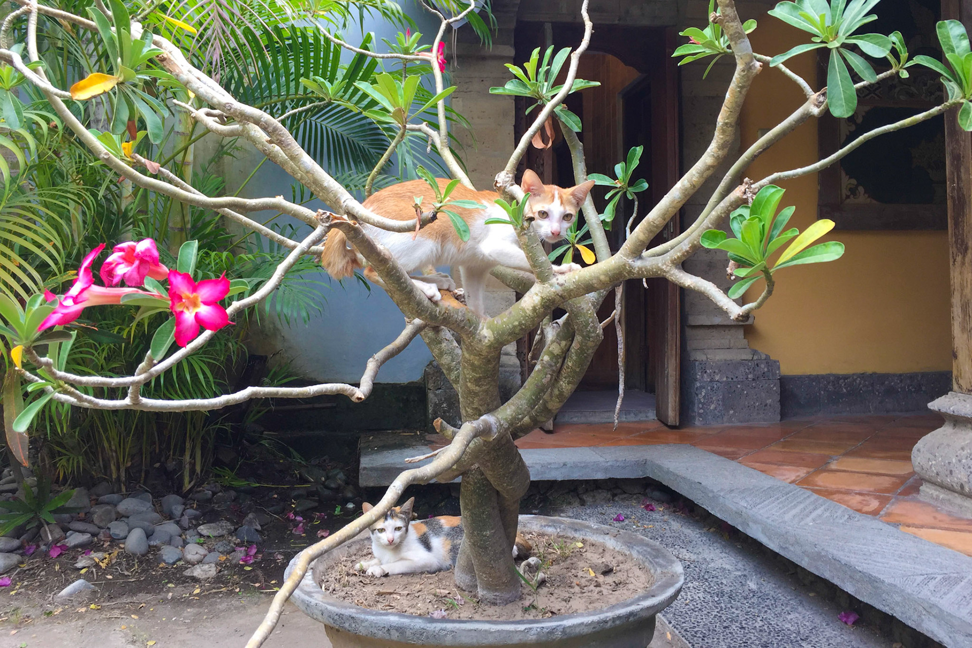 Cat in a tree