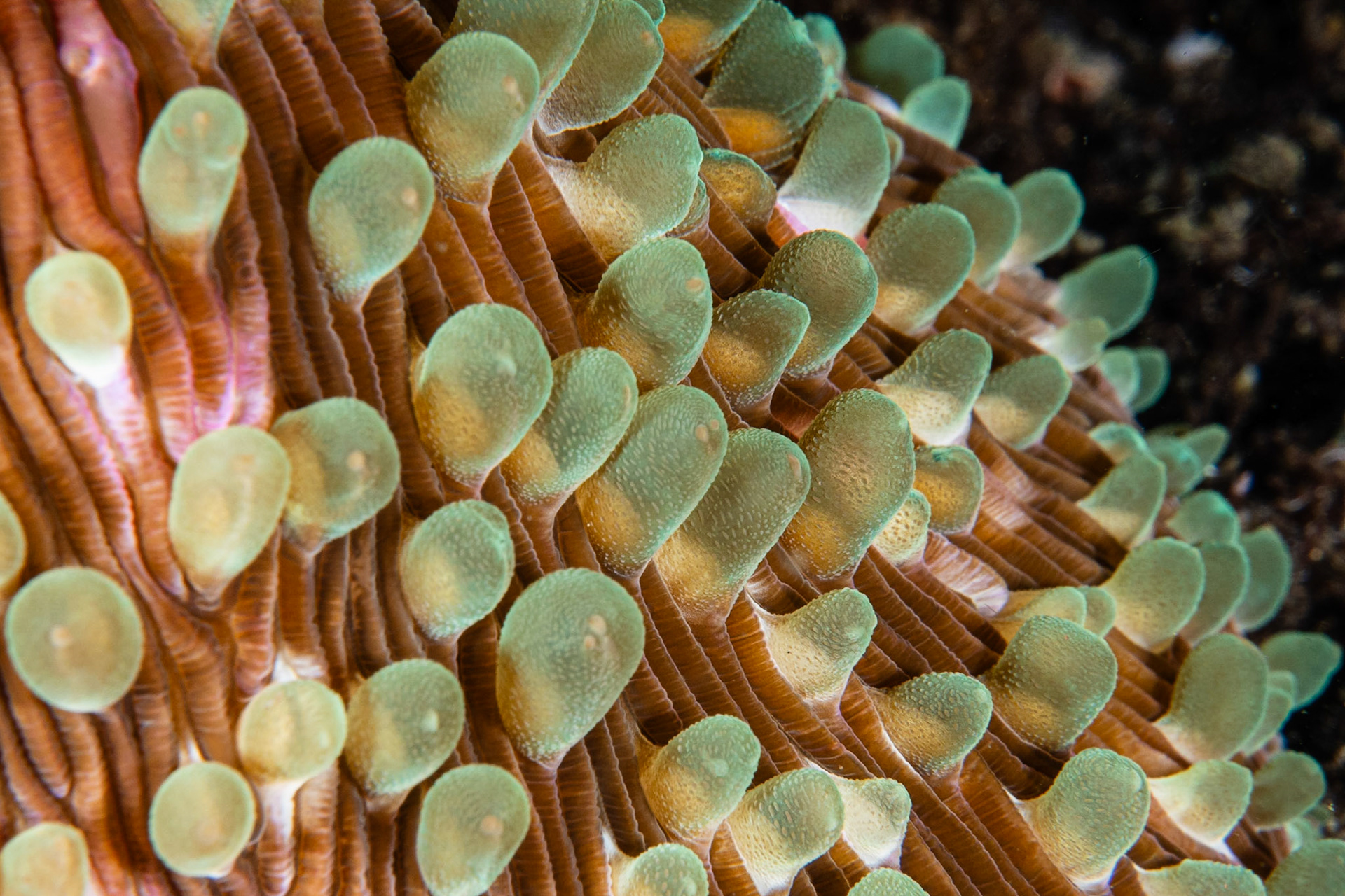 Stony Corals
