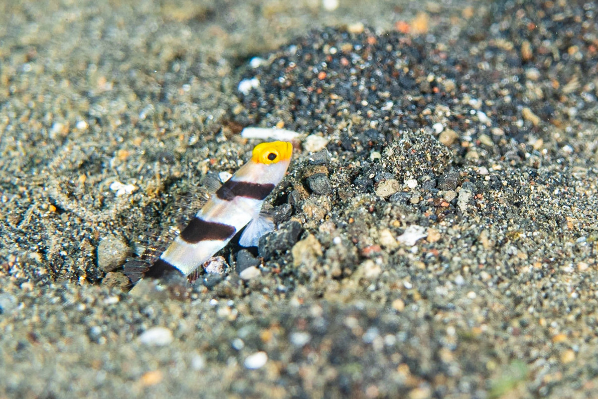 Yellownose Shrimpgoby
