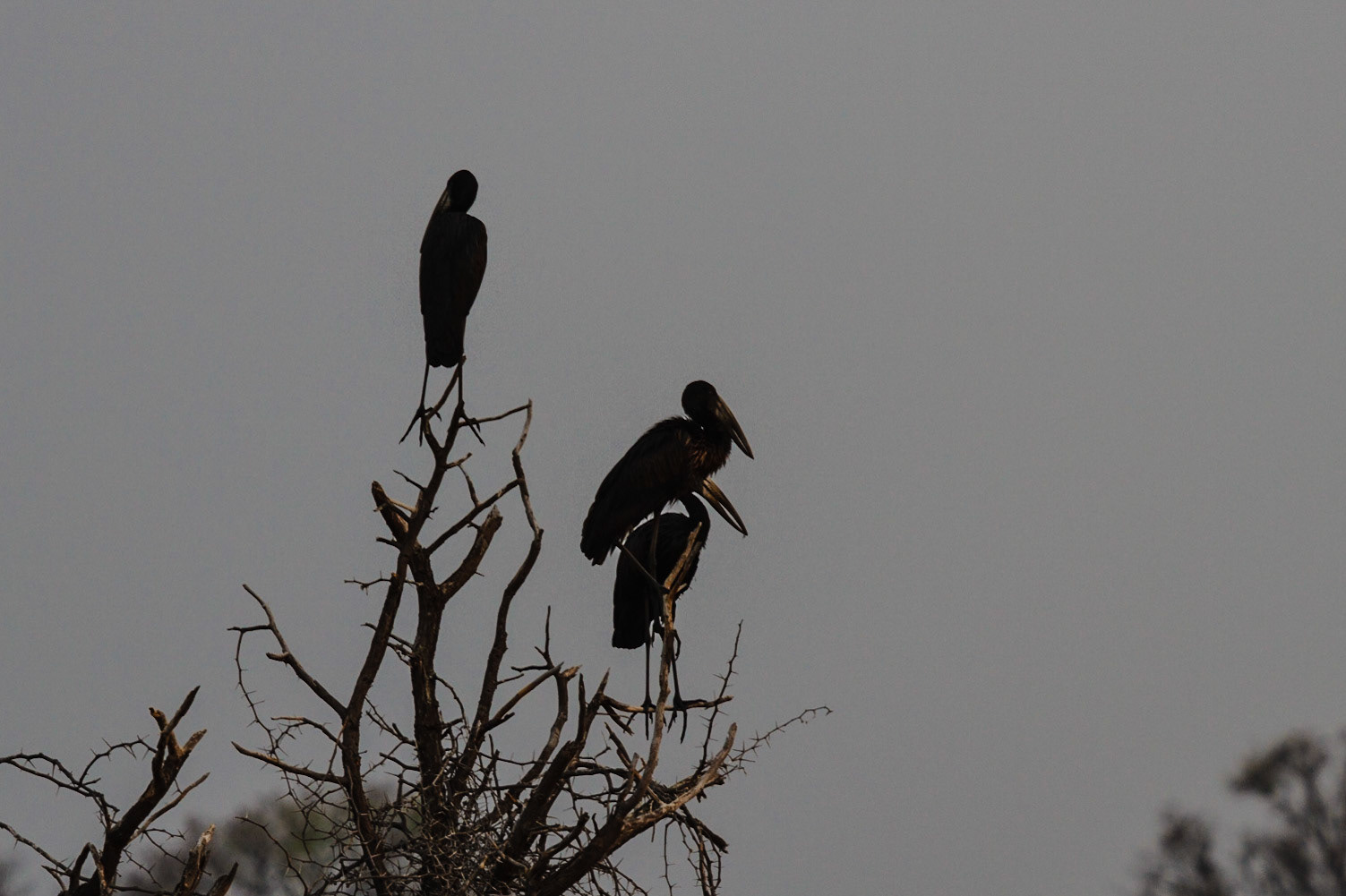 African Openbill